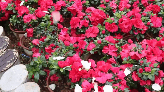 人生就是搏(中国集团)官方网站